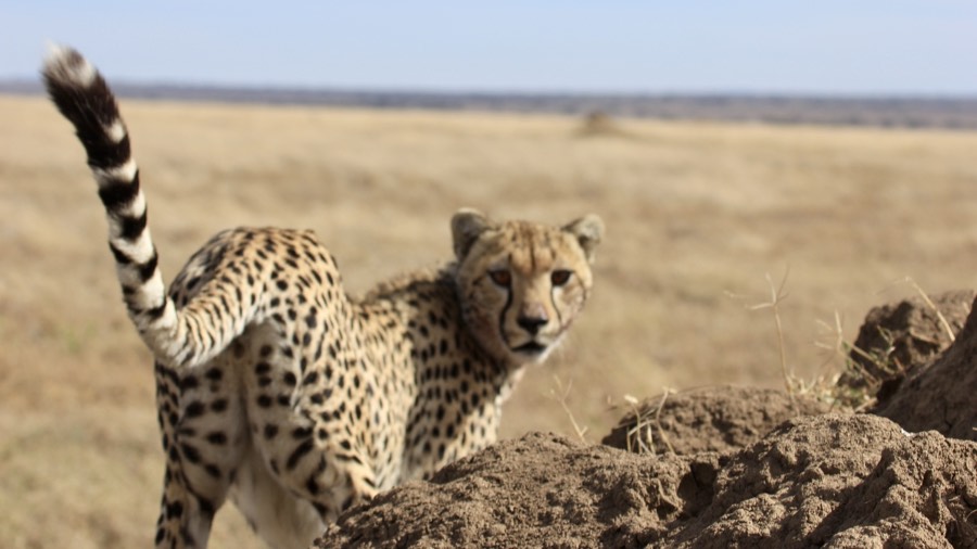 cheetah at termite mound