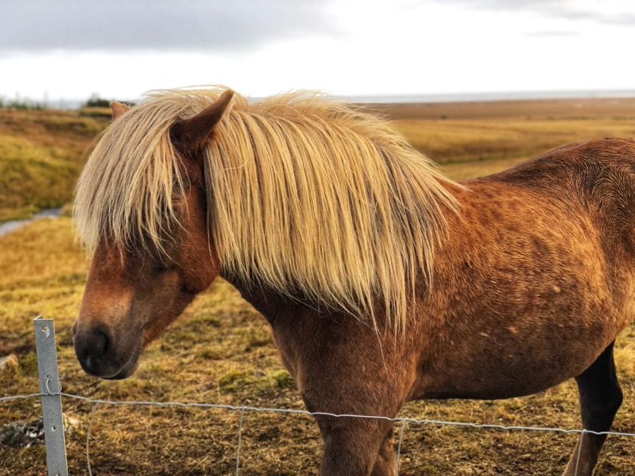 icelandic horse