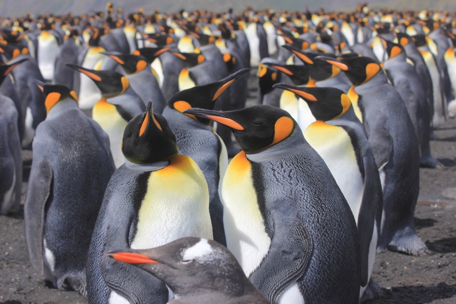 king penguin colony close