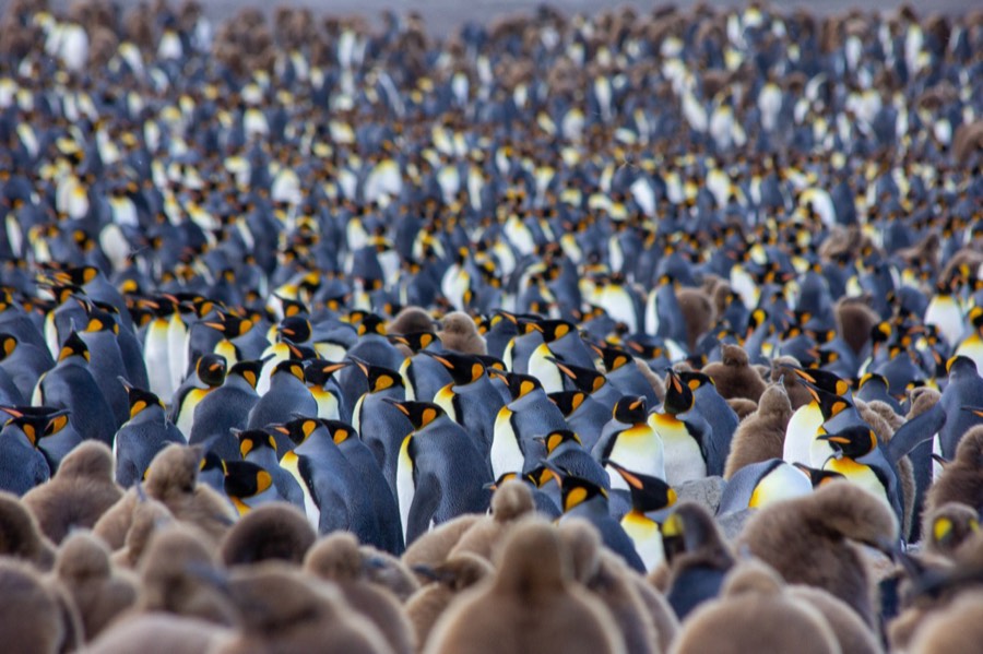 king penguin colony