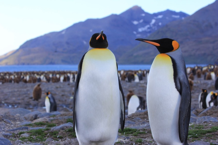 king penguins in profile