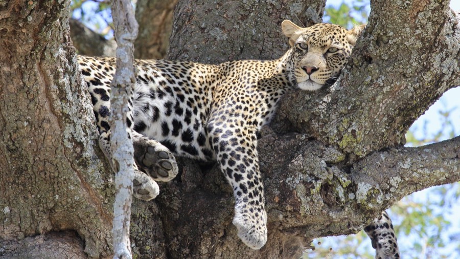 leopard in tree