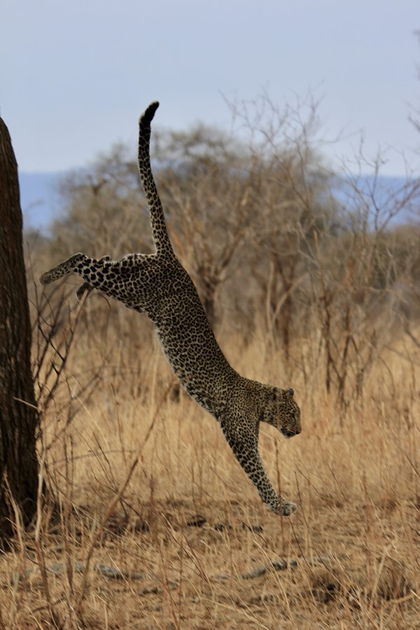 leopard leap