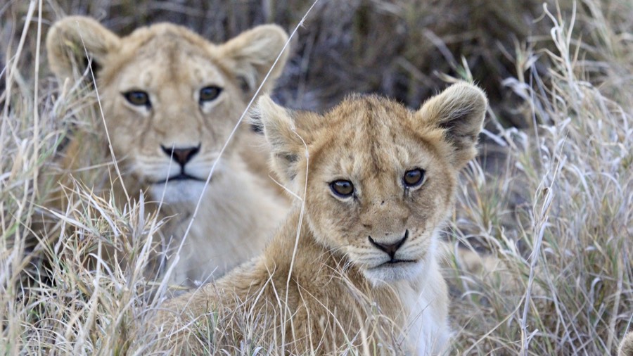 lion cubs