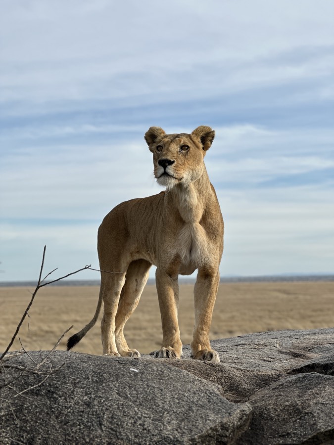 lioness on kopje
