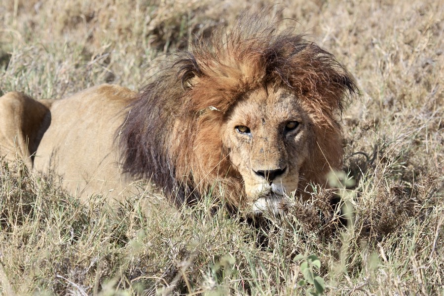 male lion in grass