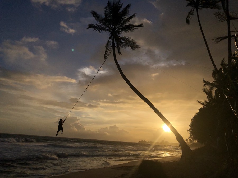 palm swing at sunset