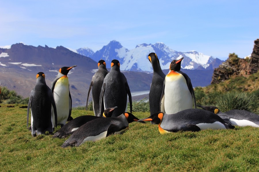 penguins and glacier