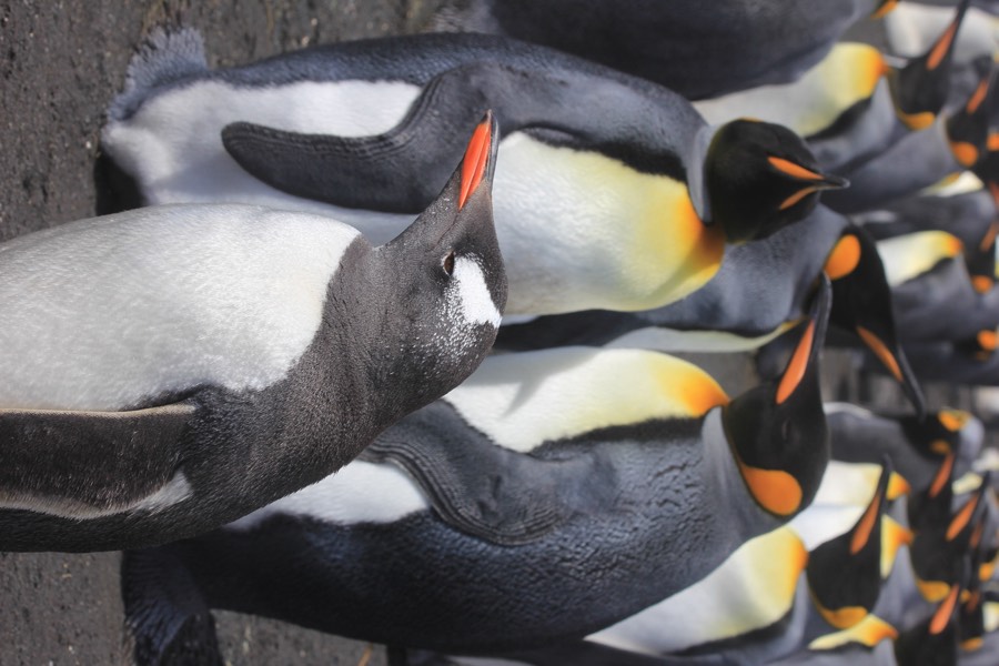 penguins with gentoo