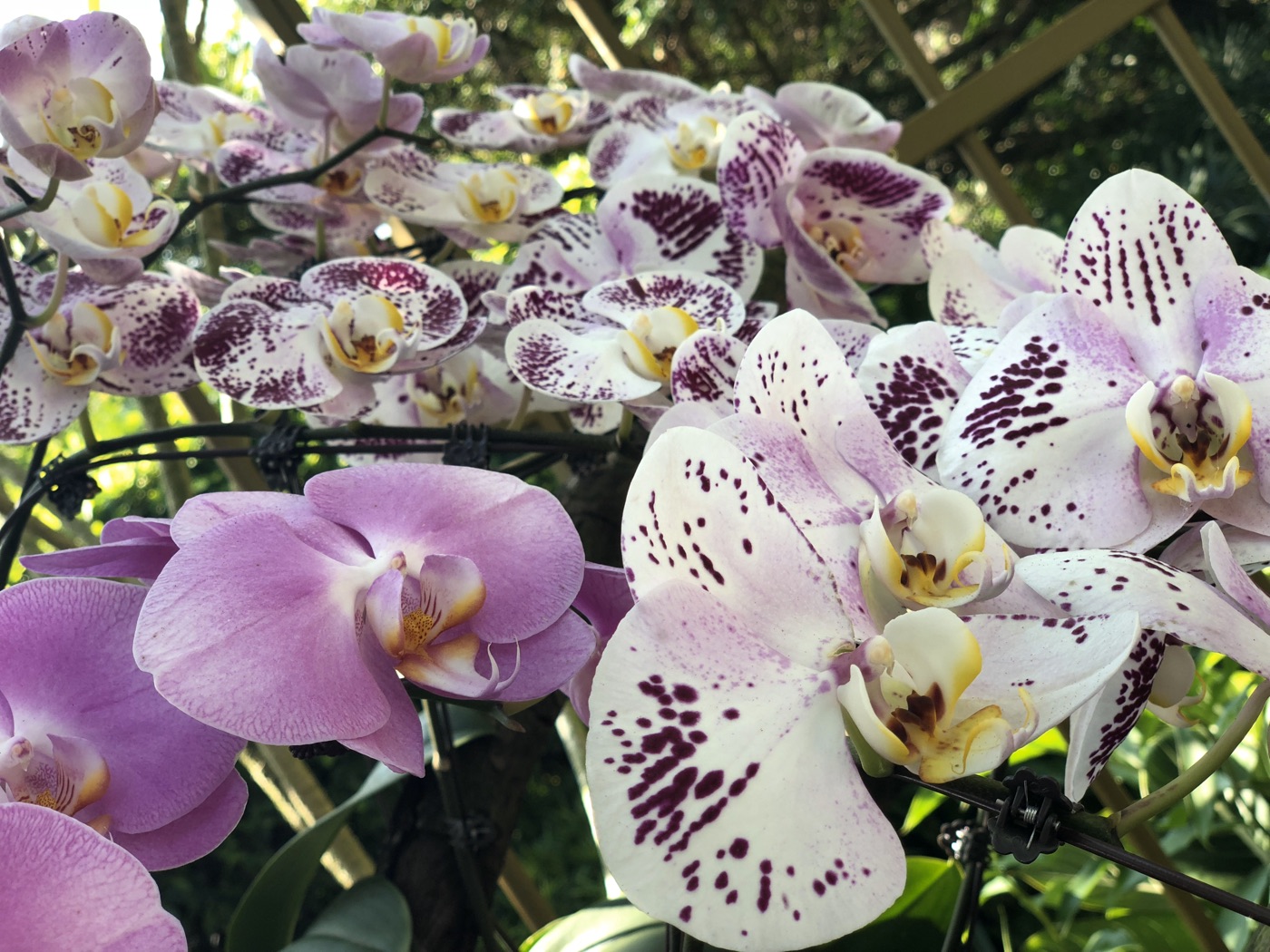 White and violet orchids blooming in Singapore