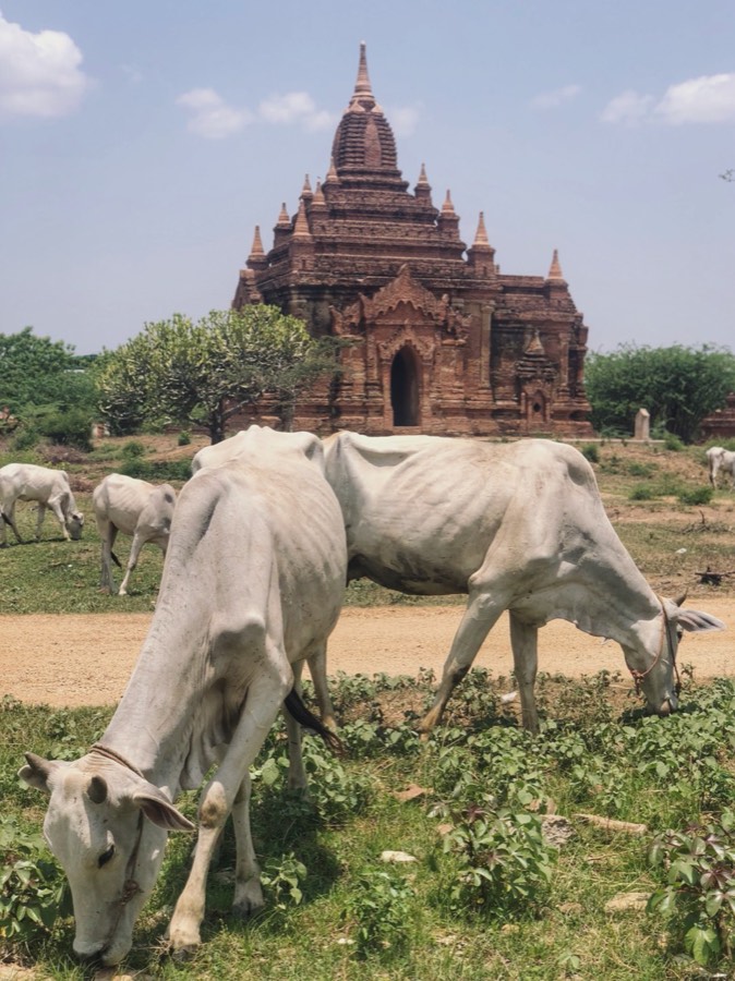 temple and cattle