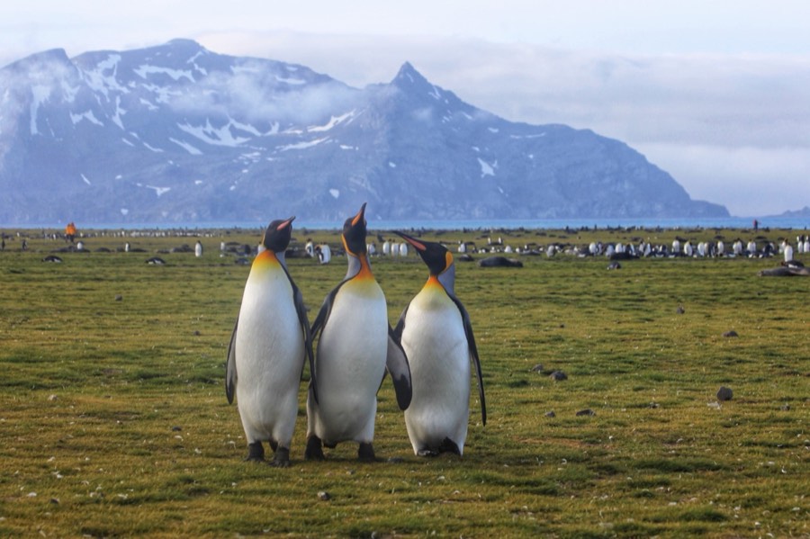 three king penguins