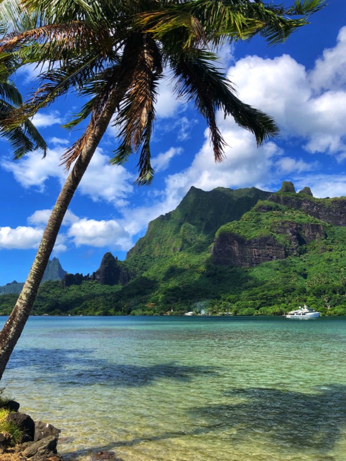 tropical bay and palm