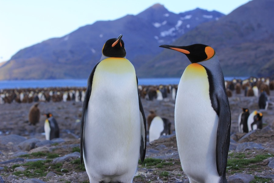 two king penguins